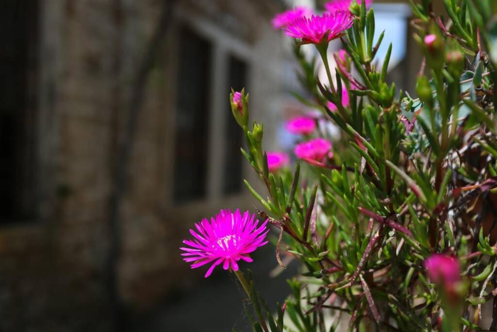 Charming Apartment In Town Center Pula Exterior foto