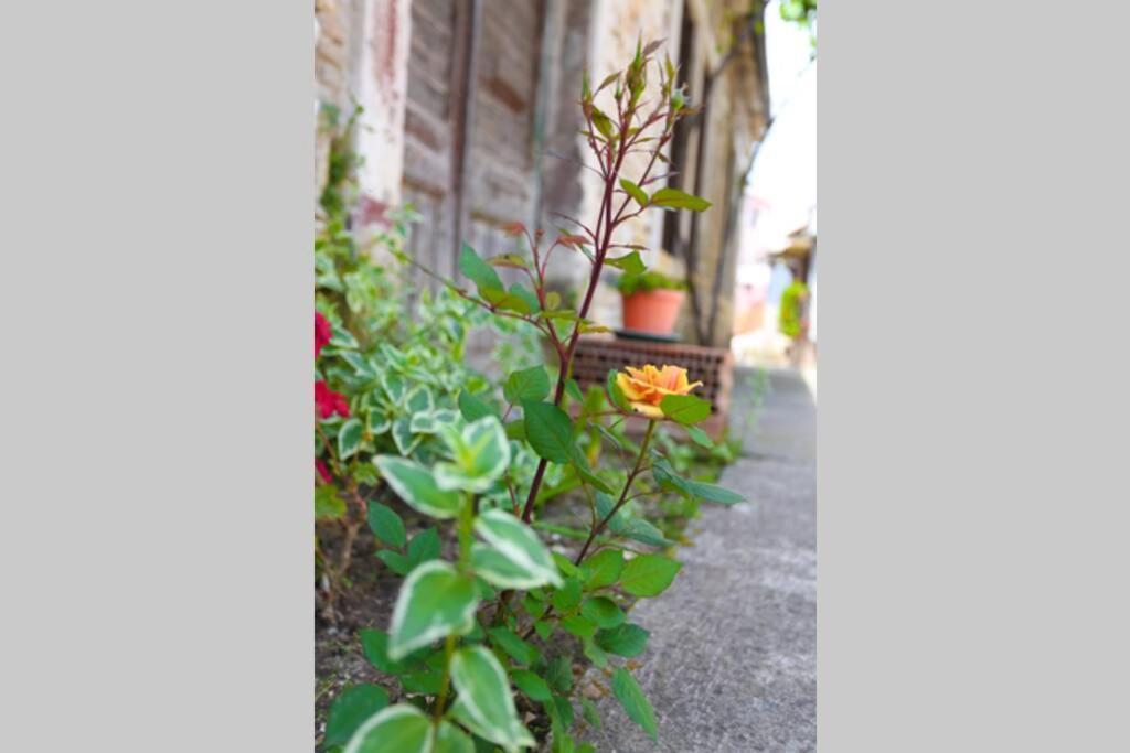 Charming Apartment In Town Center Pula Exterior foto